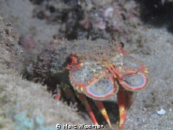 Slipper Lobster at night in Hawaii by Marc Wiseman 